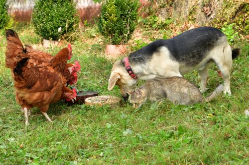 Pour vos ANIMAUX